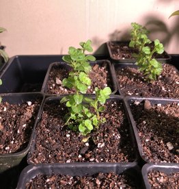 Mentha spicata -Spearmint 3.5in Mint plant