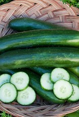 High Mowing Seed HM Green Finger Cucumber  1/16 OZ