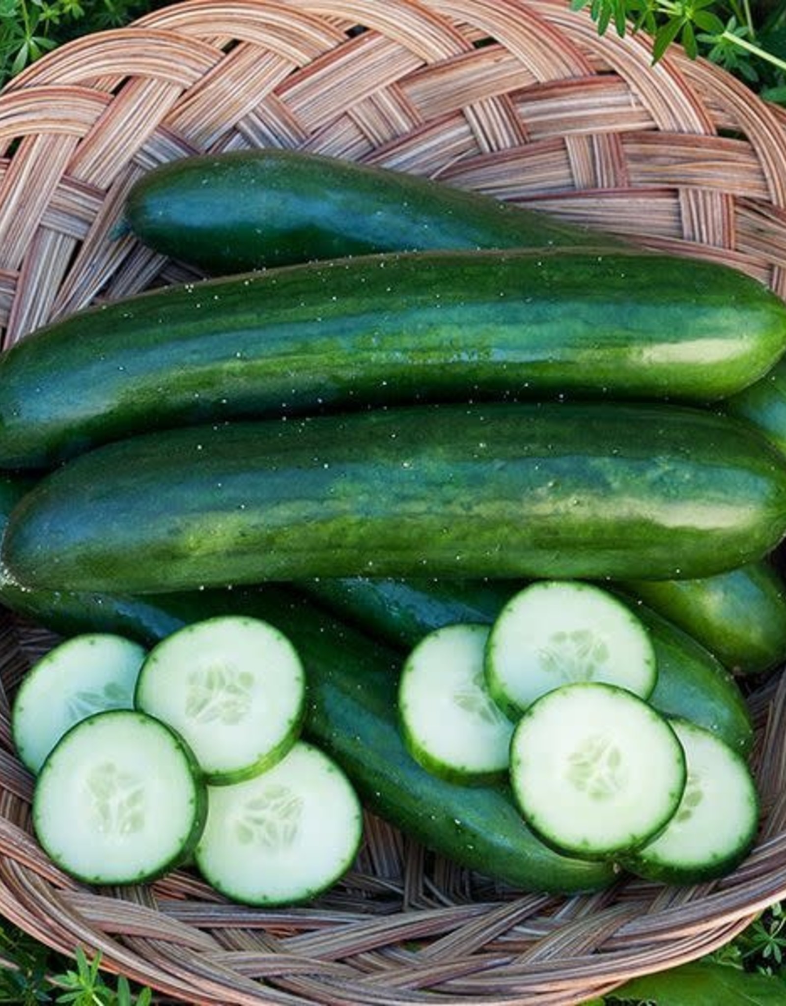 High Mowing Seed HM Green Finger Cucumber  1/16 OZ