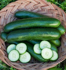 High Mowing Seed HM Green Finger Cucumber  1/16 OZ