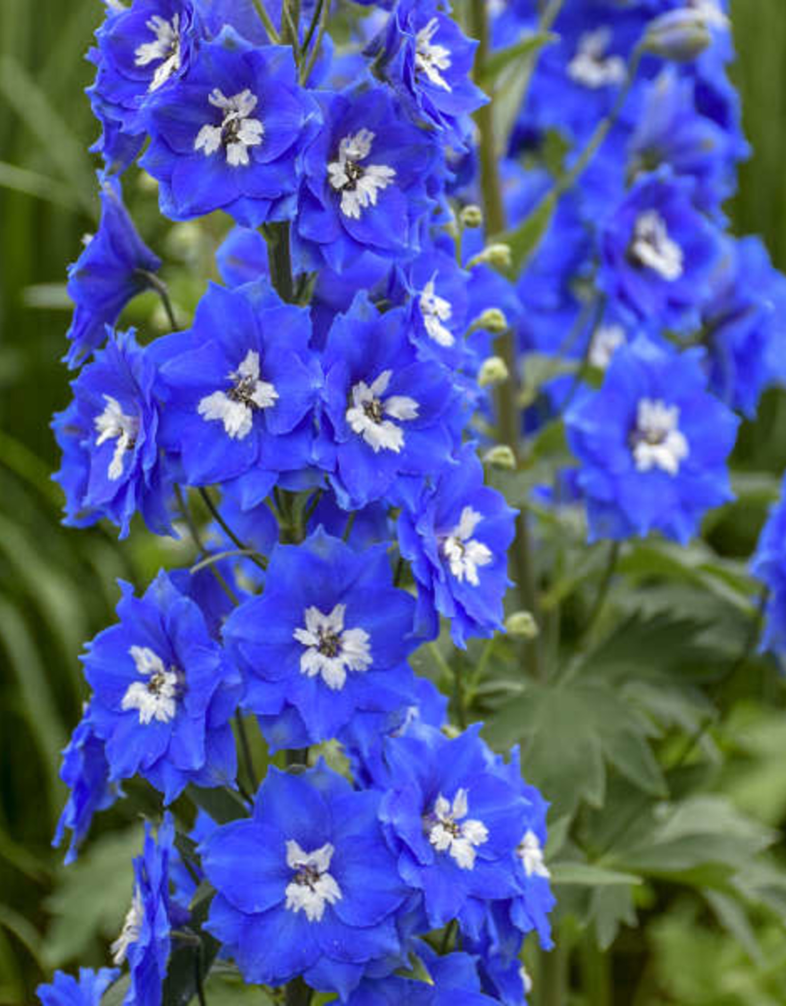 Walters Gardens Delphinium Cobalt Dreams #1 New Zealand Delphiniums
