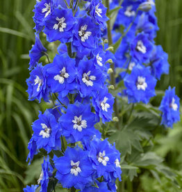 Walters Gardens Delphinium Cobalt Dreams #1 New Zealand Delphiniums