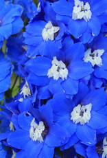 Walters Gardens Delphinium Cobalt Dreams #1 New Zealand Delphiniums