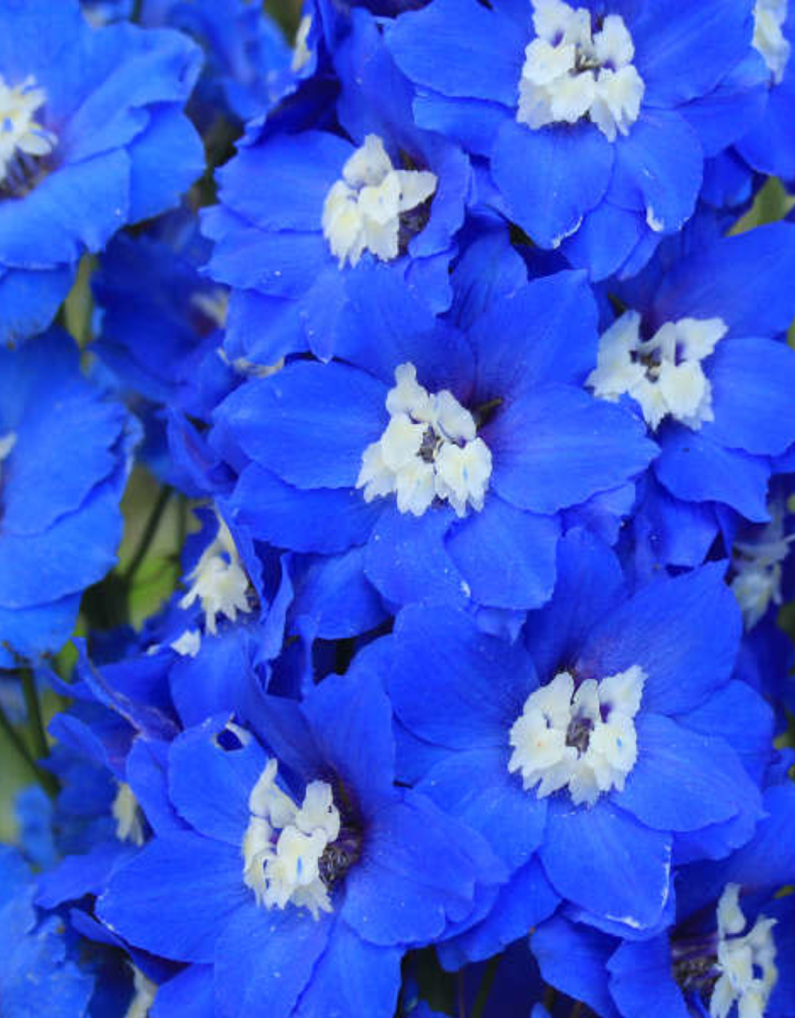 Walters Gardens Delphinium Cobalt Dreams #1 New Zealand Delphiniums