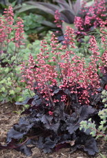 Walters Gardens Heuchera 'Timeless Night' #1
