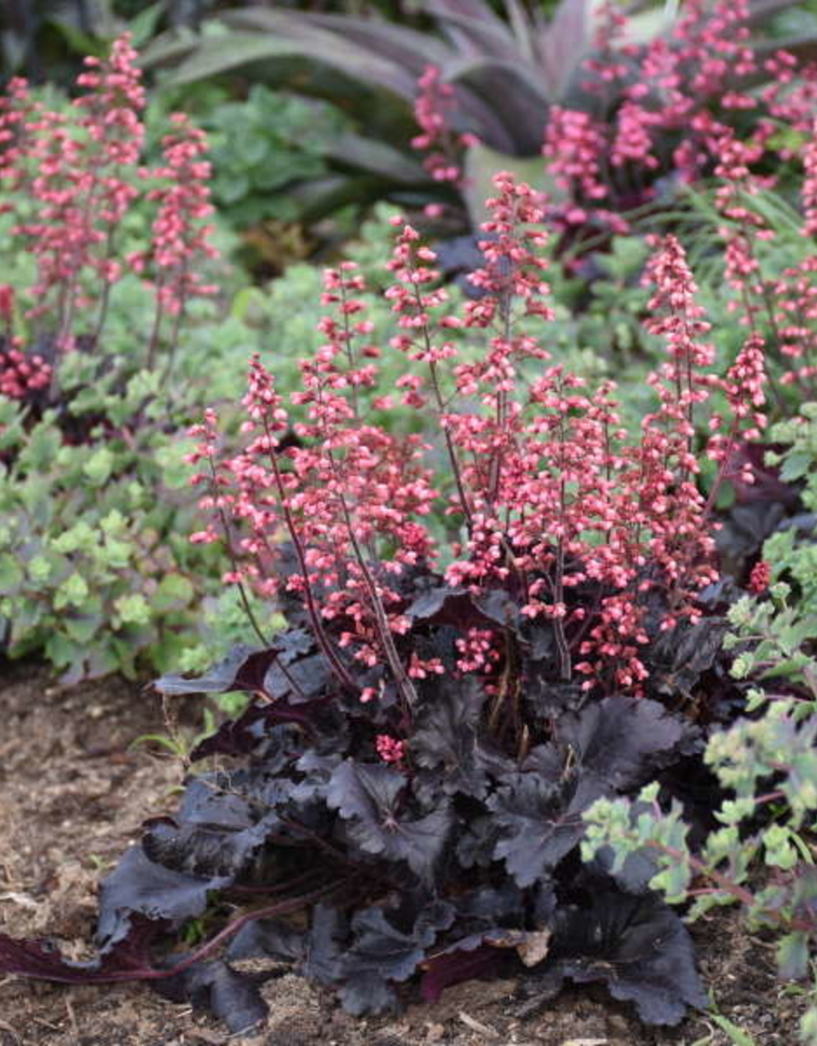 Walters Gardens Heuchera 'Timeless Night' #1