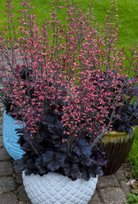 Walters Gardens Heuchera 'Timeless Night' #1