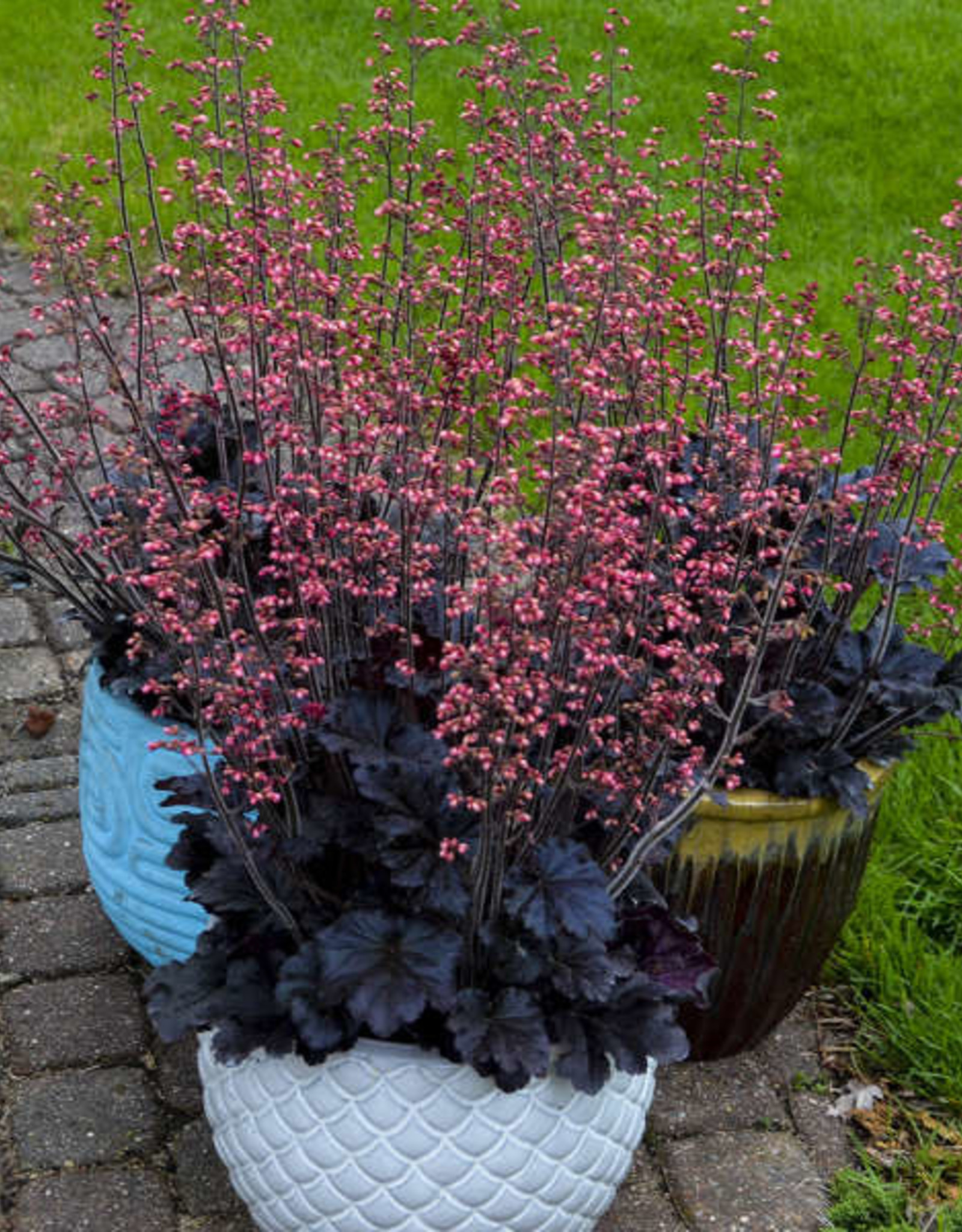 Walters Gardens Heuchera 'Timeless Night' #1