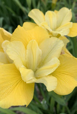 Walters Gardens Iris sibirica. Sunfisher' 5.5in