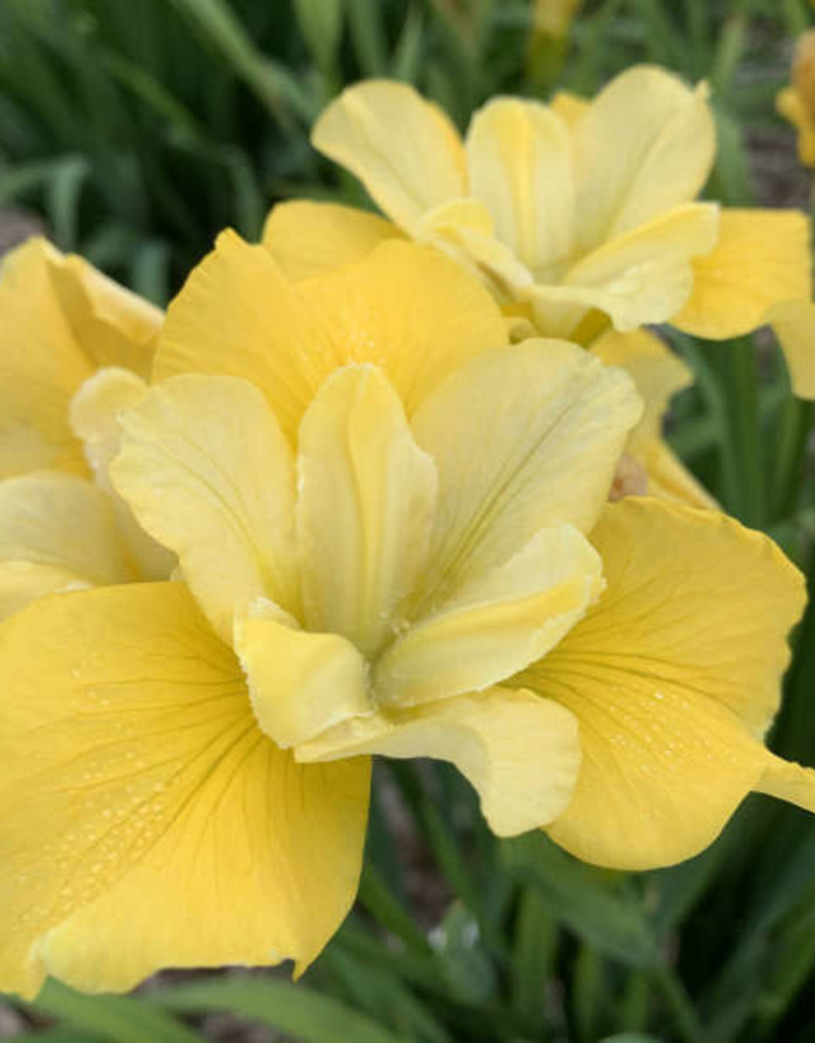 Walters Gardens Iris sibirica. Sunfisher' 5.5in