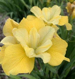 Walters Gardens Iris sibirica. Sunfisher' 5.5in