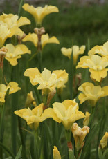 Walters Gardens Iris sibirica. Sunfisher' 5.5in
