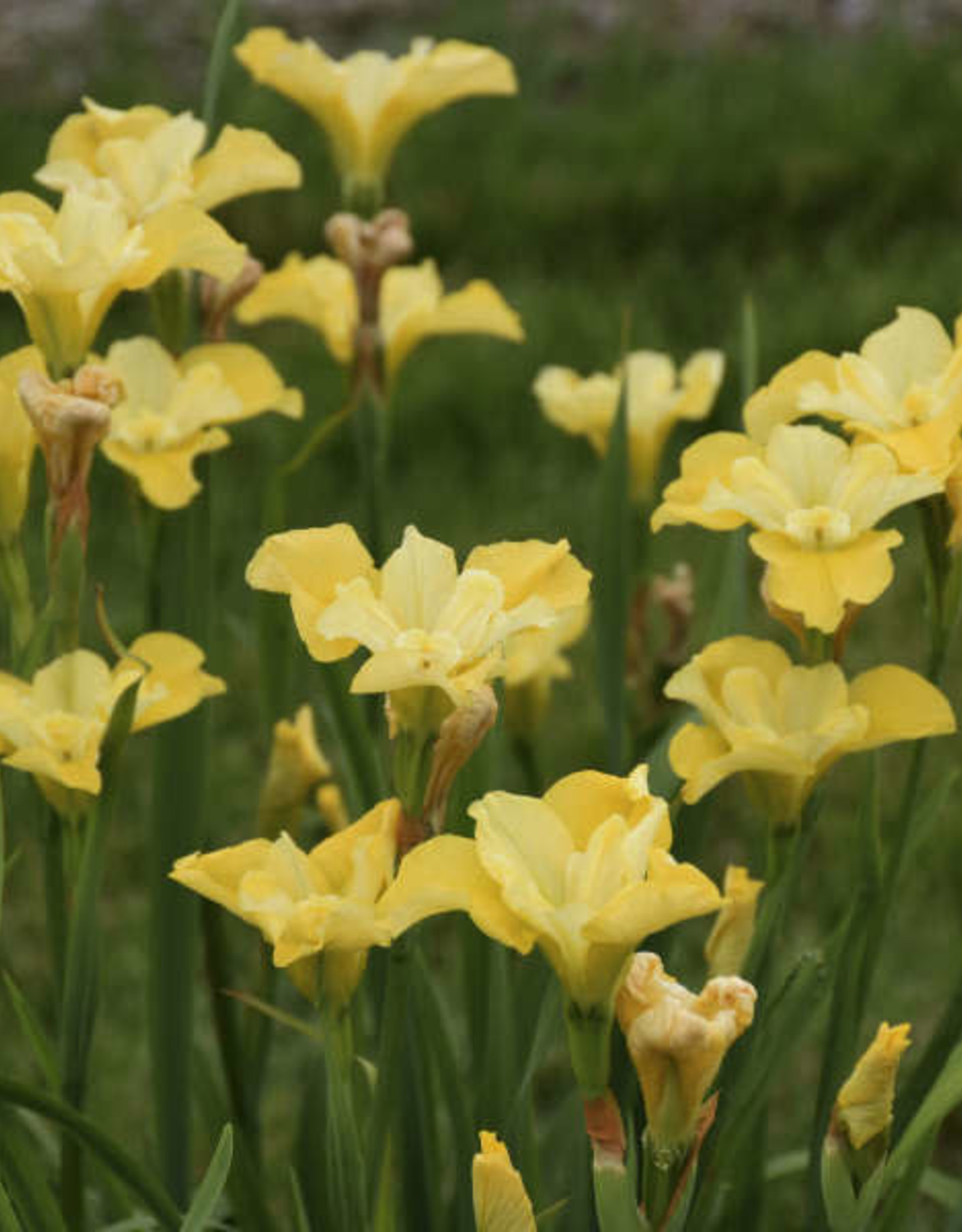 Walters Gardens Iris sibirica. Sunfisher' 5.5in