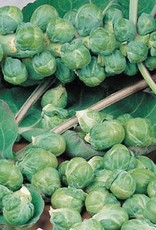 Territorial Seed Company Brussel Sprouts Roodnerf