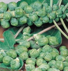 Territorial Seed Company Brussel Sprouts Roodnerf