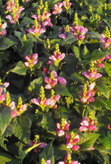Bron and Sons Chelone obliqua #1 Turtlehead Flower