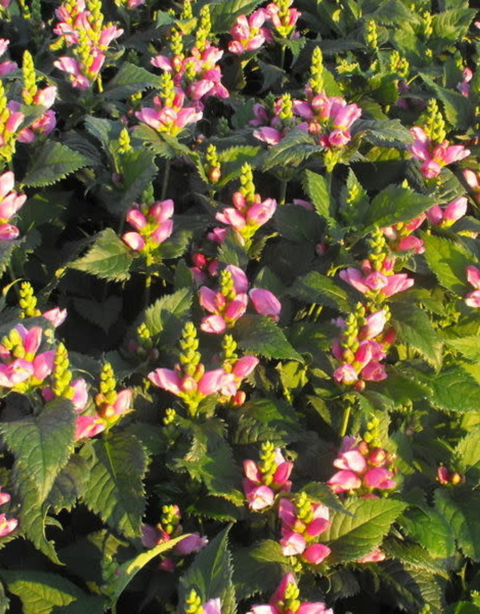 Bron and Sons Chelone obliqua #1 Turtlehead Flower