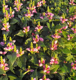 Bron and Sons Chelone obliqua #1 Turtlehead Flower