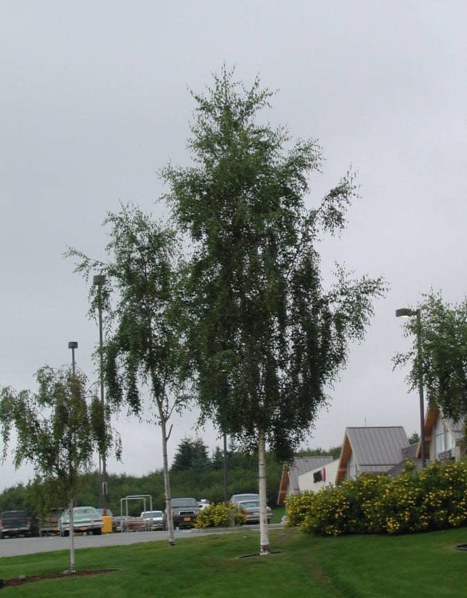 Bron and Sons Betula pendula 'Laciniata' #10 Cutleaf weeping birch