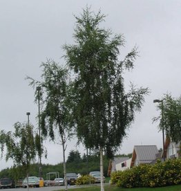 Bron and Sons Betula pendula 'Laciniata' #10 Cutleaf weeping birch