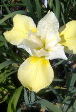 Bron and Sons Iris sibirica 'Butter and Sugar' #1  -Butter and Sugar Siberian Iris