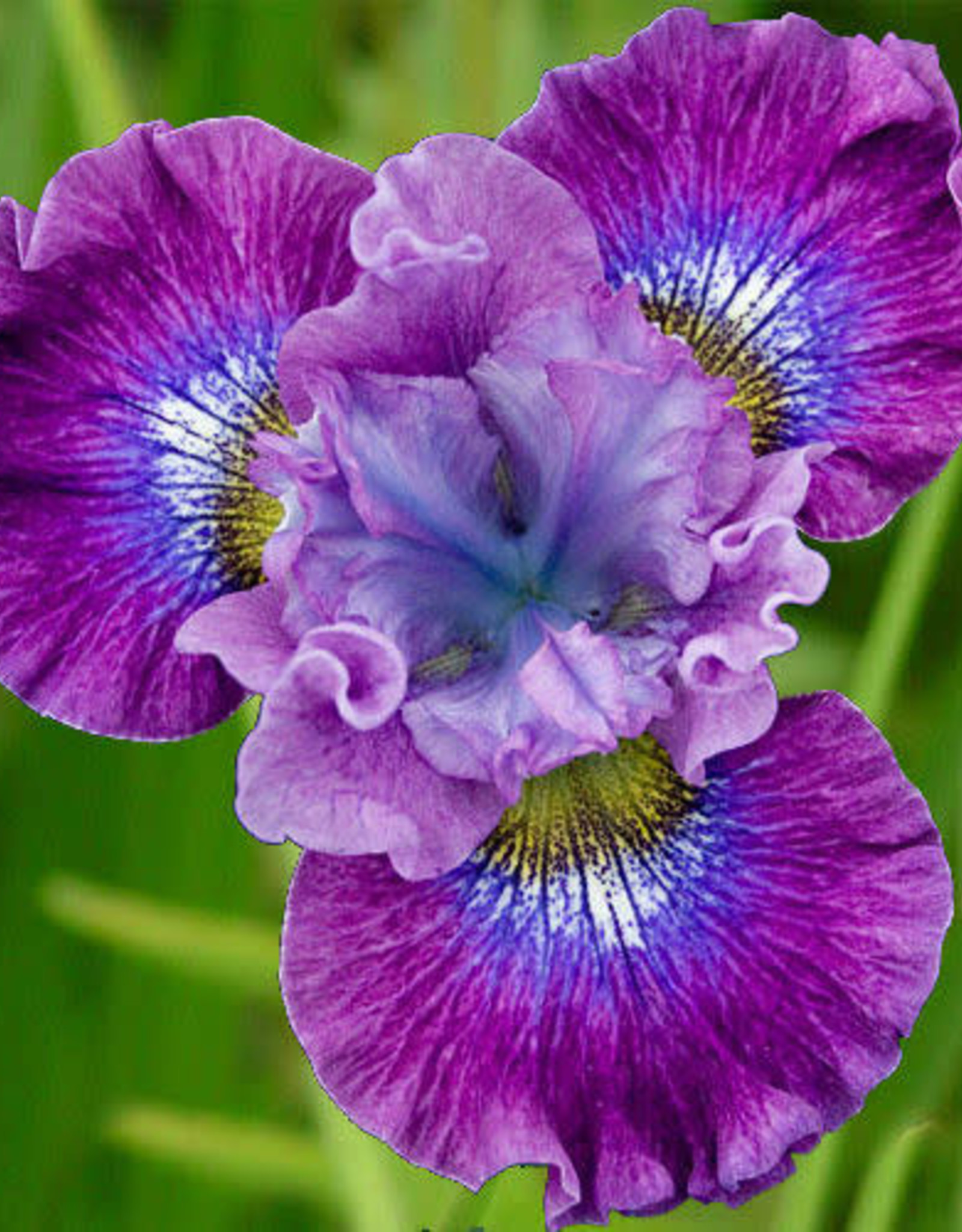 Bron and Sons Iris sibirica 'Strawberry Fair' #1  Strawberry Fair Siberian Iris