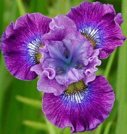 Bron and Sons Iris sibirica 'Strawberry Fair' #1  Strawberry Fair Siberian Iris