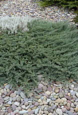 Bron and Sons Juniperus horizontalis 'Blue Chip' #2 Juniper
