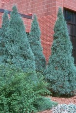 Bron and Sons Juniperus scop. 'Medora' #10 Medora Juniper