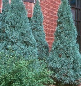 Bron and Sons Juniperus scop. 'Medora' #10 Medora Juniper