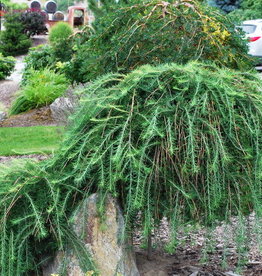 Bron and Sons Larix decidua 'Pendula' #5  -Weeping Larch