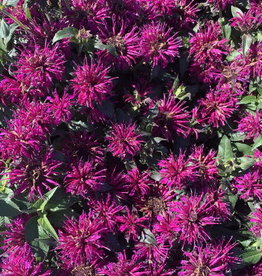 Bron and Sons Monarda d'Balbalmurp' #1 Balmy™Purple Bee Balm