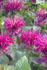 Bron and Sons Monarda didyma 'Fireball' #1 Fireball Bee Balm