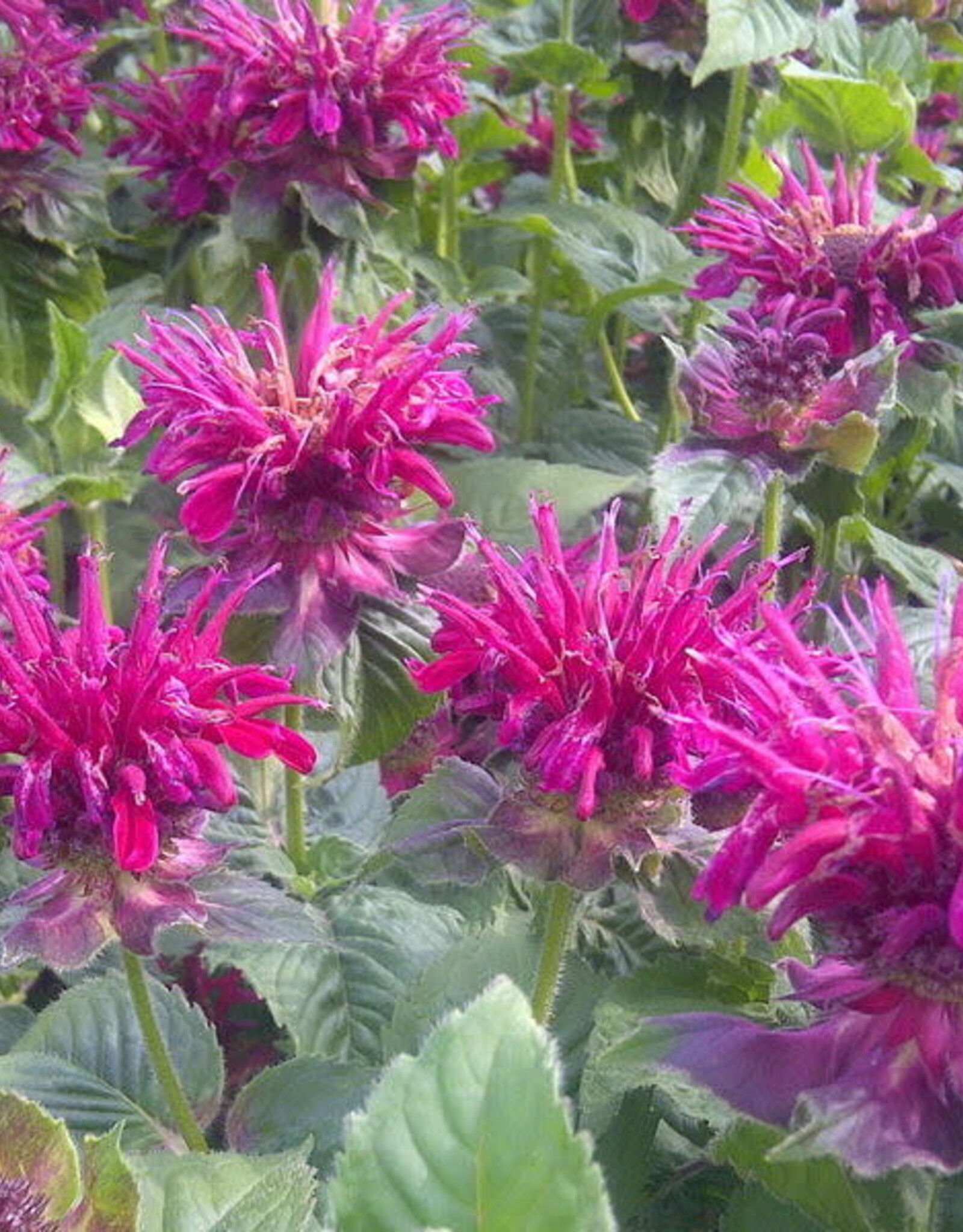 Bron and Sons Monarda didyma 'Fireball' #1 Fireball Bee Balm