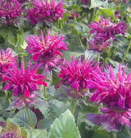 Bron and Sons Monarda didyma 'Fireball' #1 Fireball Bee Balm