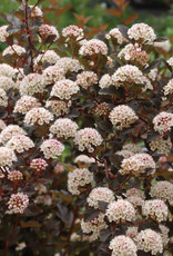 Bron and Sons Physocarpus o. 'Seward'  #2 Shrub PW Summer Wine Ninebark