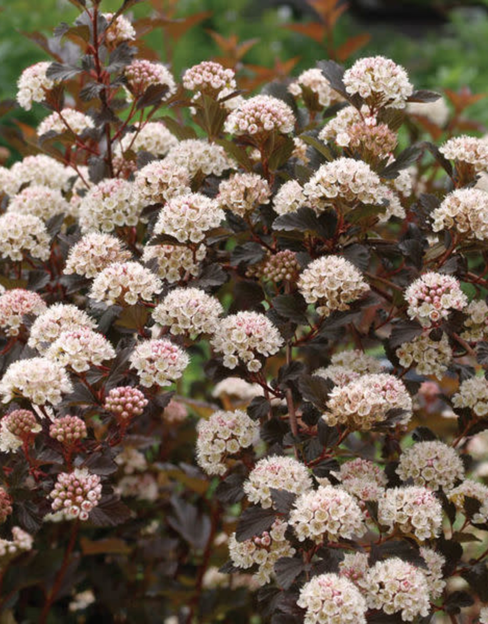Bron and Sons Physocarpus o. 'Seward'  #2 Shrub PW Summer Wine Ninebark