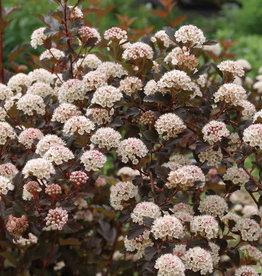 Bron and Sons Physocarpus o. 'Seward'  #2 Shrub PW Summer Wine Ninebark