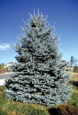 Bron and Sons Picea p. glauca 'Fat Albert' #10 Blue Spruce