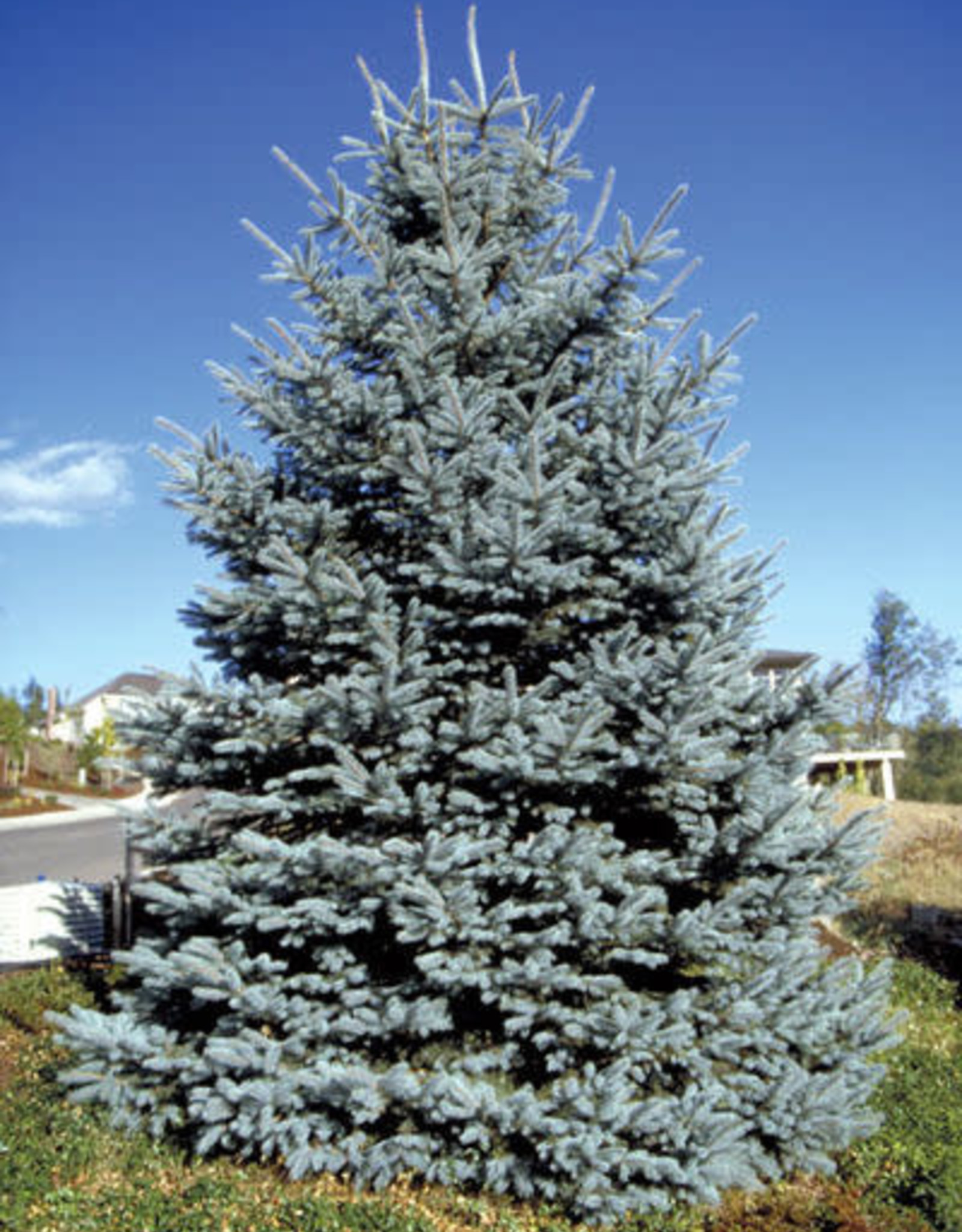 Bron and Sons Picea p. glauca 'Fat Albert' #10 Blue Spruce