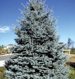 Bron and Sons Picea p. glauca 'Fat Albert' #10 Blue Spruce