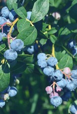 Vaccinium -Blueberry- Northblue  5.5pot 12"