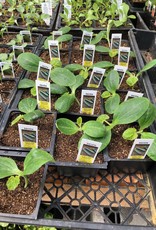 Squash Plants- Zucchini and Yellow 3.5in