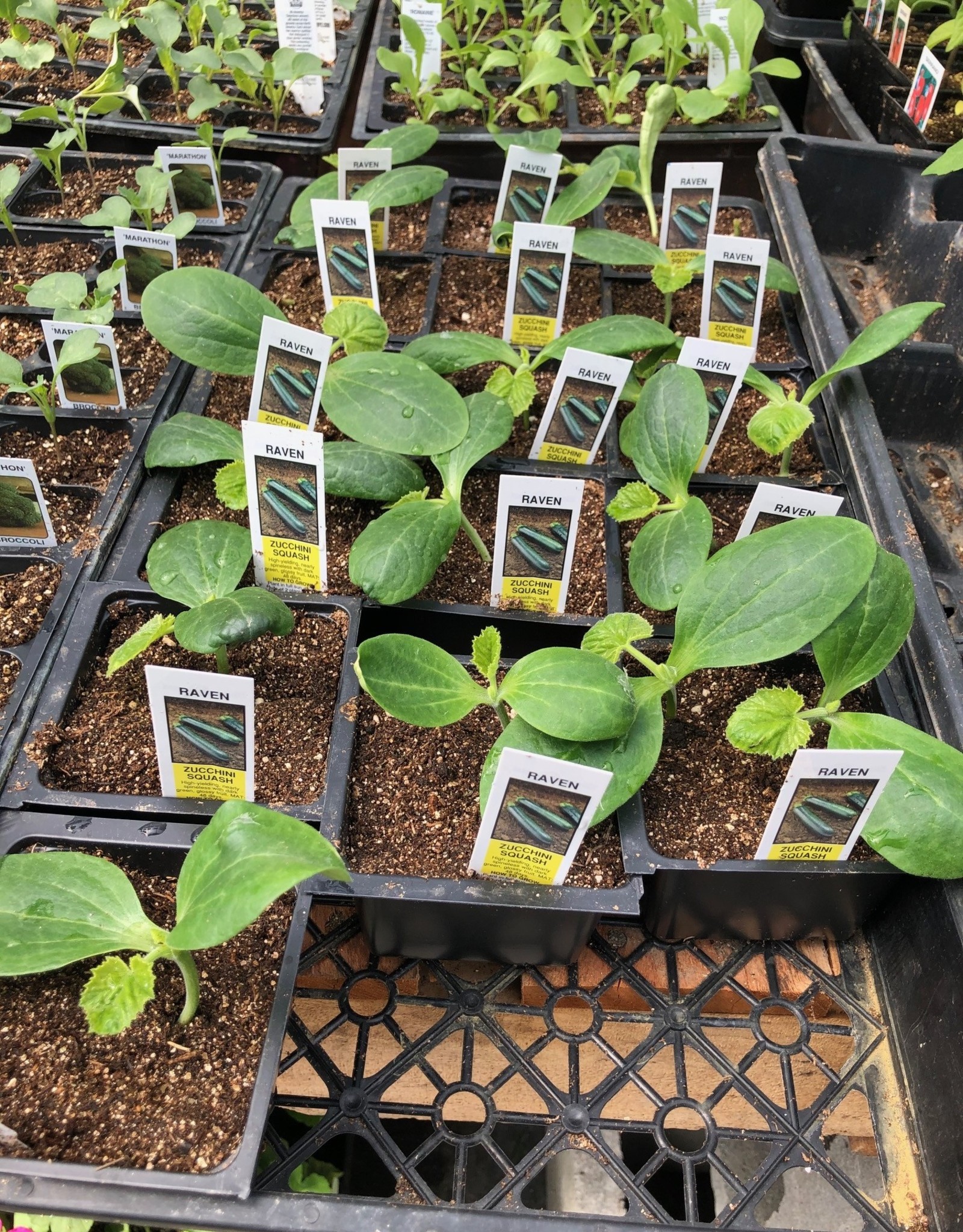 Squash Plants- Zucchini and Yellow 3.5in
