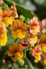 Proven Winners Nemesia Sunsatia® Blood Orange™ PW 3.5in