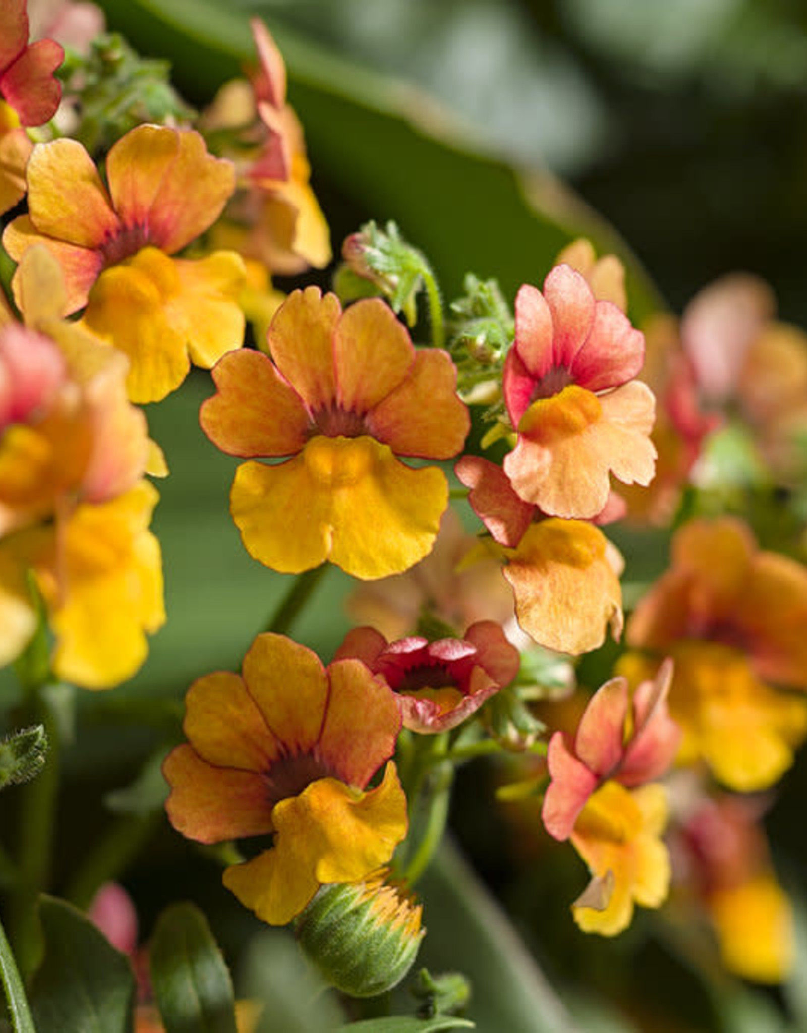 Proven Winners Nemesia Sunsatia® Blood Orange™ PW 3.5in