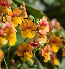 Proven Winners Nemesia Sunsatia® Blood Orange™ PW 3.5in