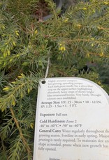 Bron and Sons Juniperus comm. var depressa 'AmiDak' #5 Blueberry Delight® Juniper
