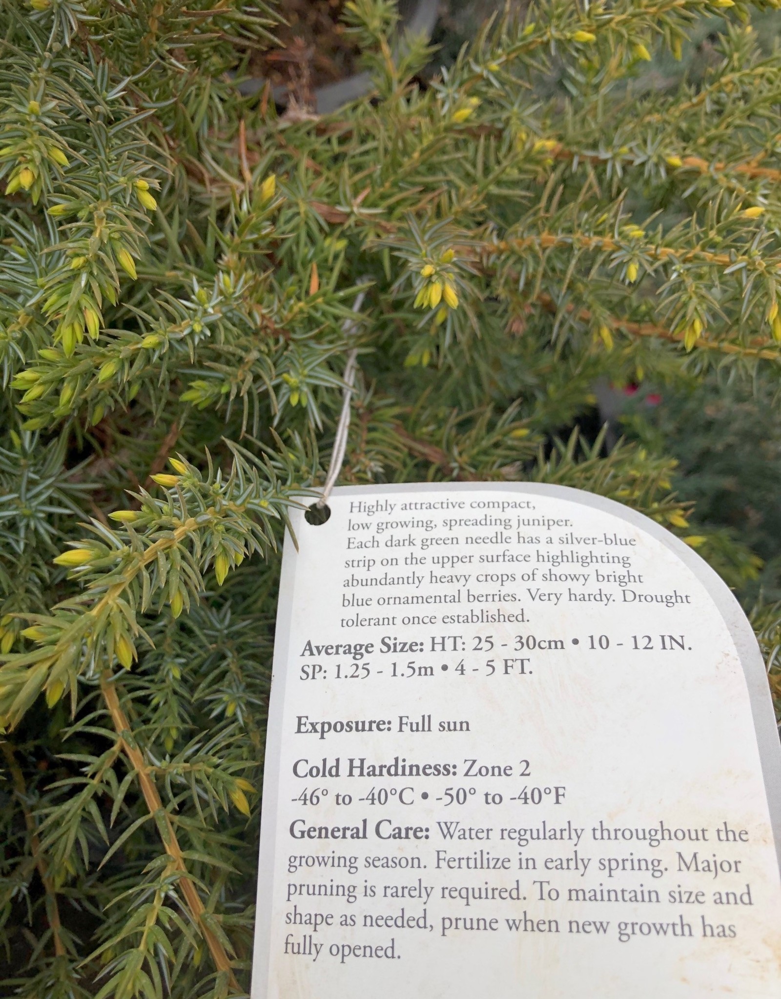 Bron and Sons Juniperus comm. var depressa 'AmiDak' #5 Blueberry Delight® Juniper
