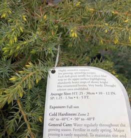 Bron and Sons Juniperus comm. var depressa 'AmiDak' #5 Blueberry Delight® Juniper